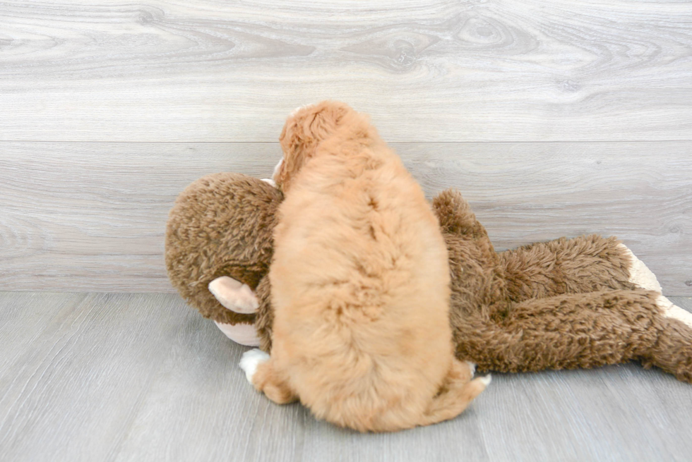 Mini Goldendoodle Pup Being Cute