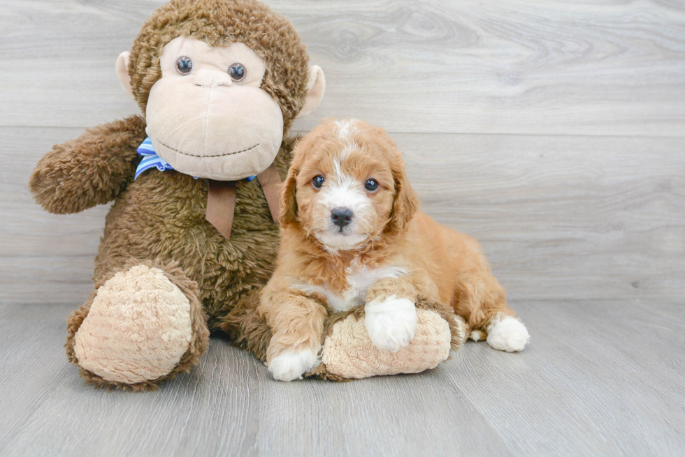 Little Golden Retriever Poodle Mix Puppy