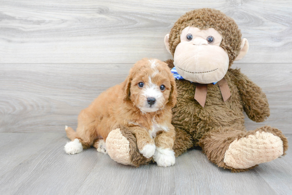 Smart Mini Goldendoodle Poodle Mix Pup