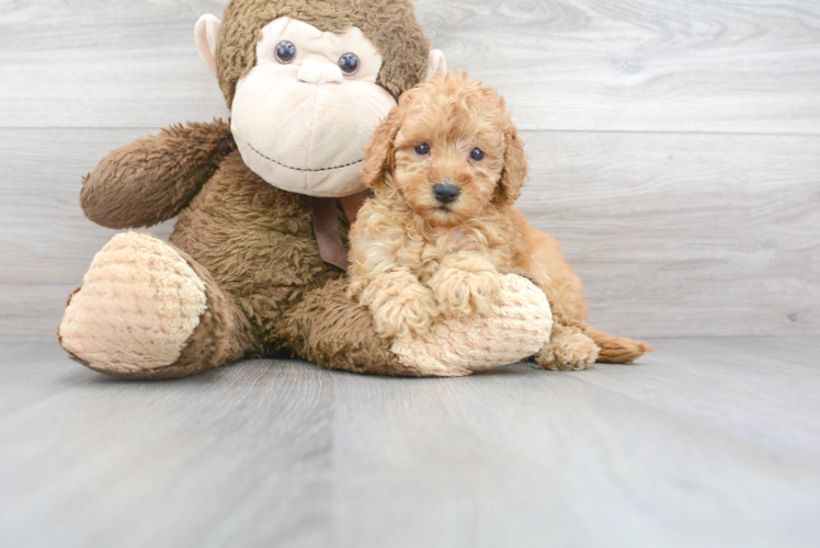 Energetic Golden Retriever Poodle Mix Puppy