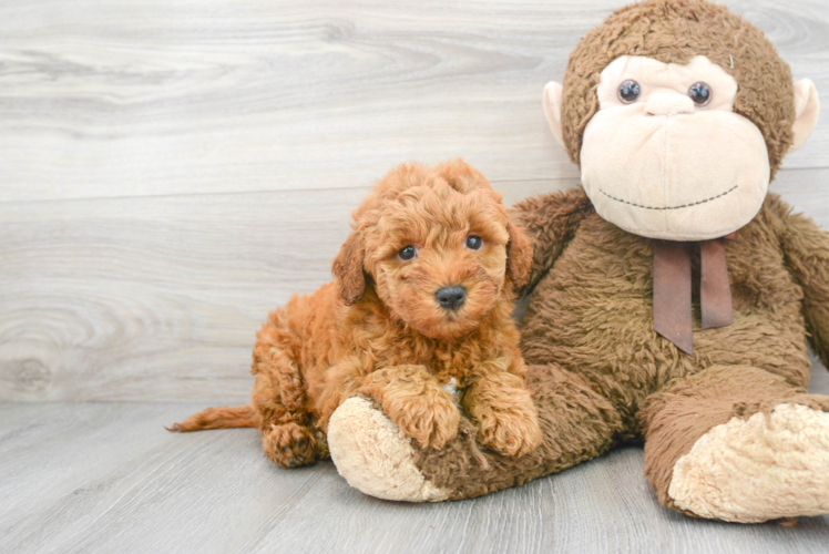 Friendly Mini Goldendoodle Baby