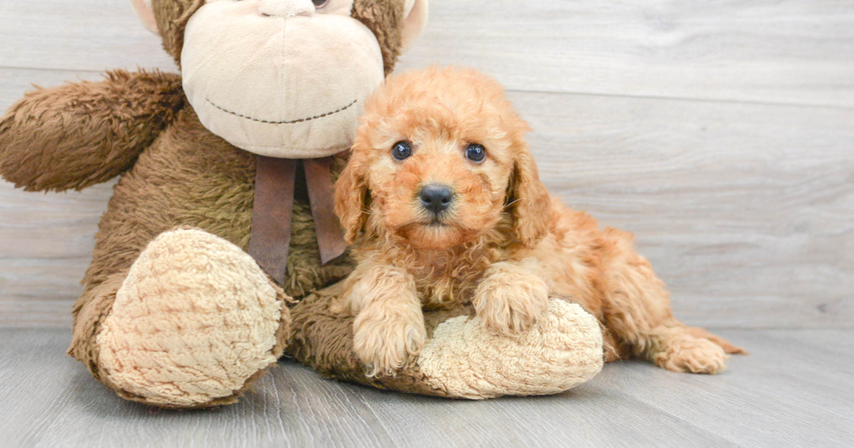 Golden R Basha Fluffy Mini Goldendoodle Basha: 5lb 4oz Doodle Puppy