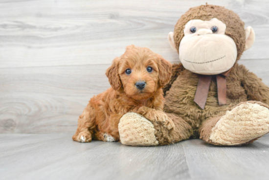 Smart Mini Goldendoodle Poodle Mix Pup