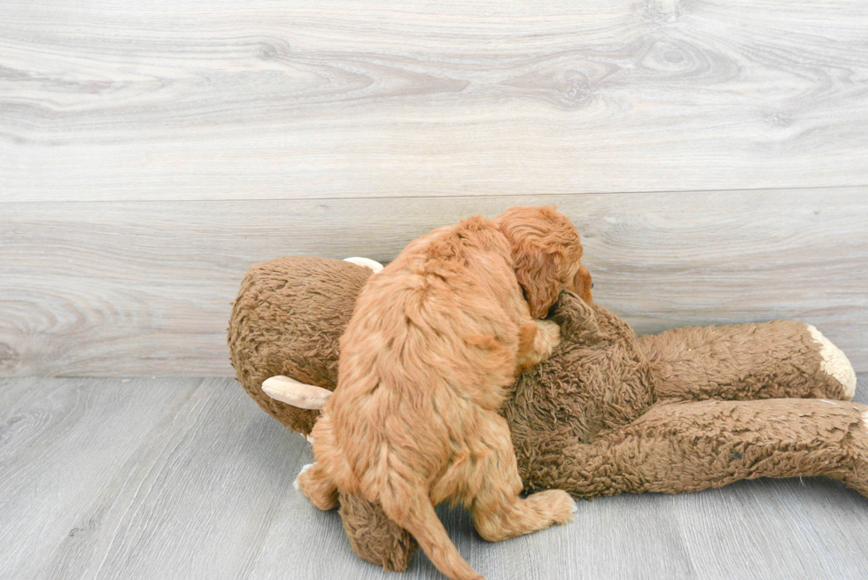 Happy Mini Goldendoodle Baby