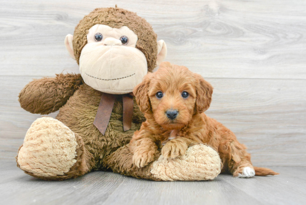 Mini Goldendoodle Puppy for Adoption