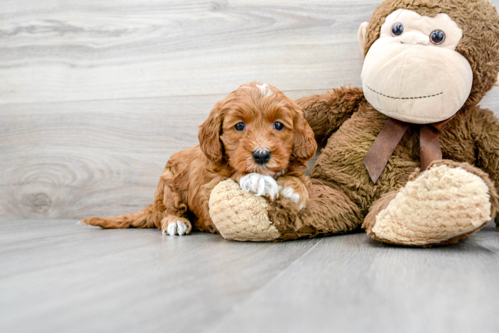 Mini Goldendoodle Puppy for Adoption