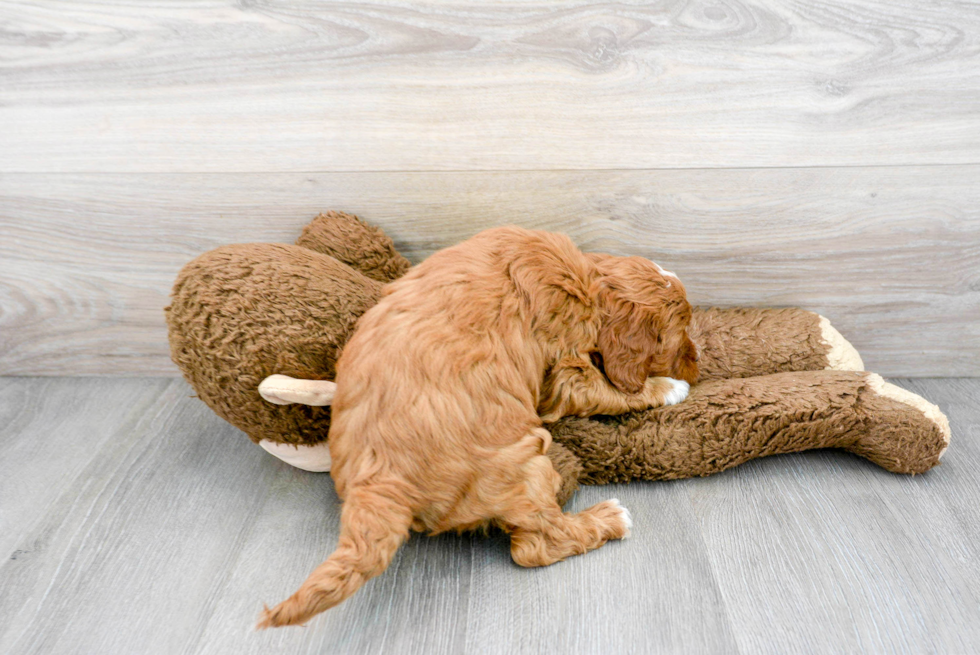 Energetic Golden Retriever Poodle Mix Puppy