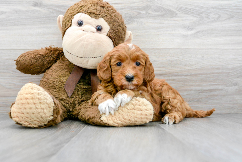 Best Mini Goldendoodle Baby