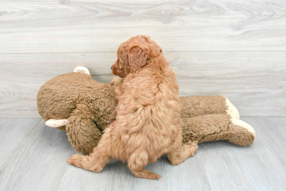 Petite Mini Goldendoodle Poodle Mix Pup