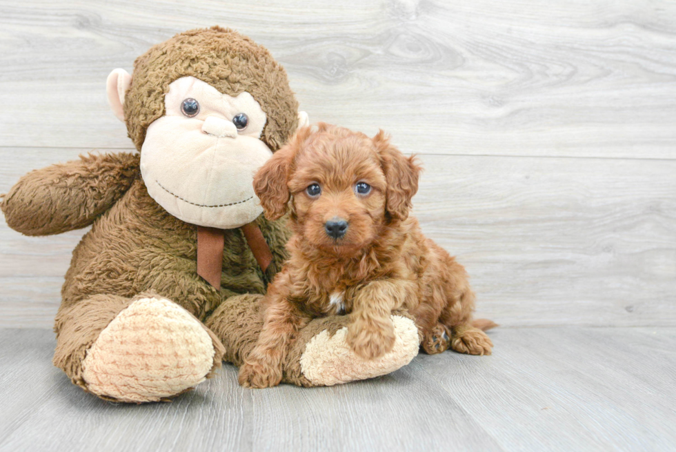 Mini Goldendoodle Pup Being Cute