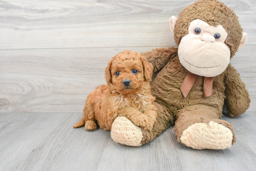 Mini Goldendoodle Pup Being Cute