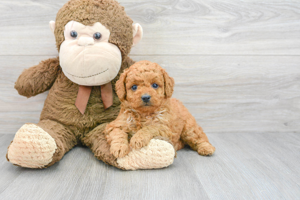 Little Golden Retriever Poodle Mix Puppy