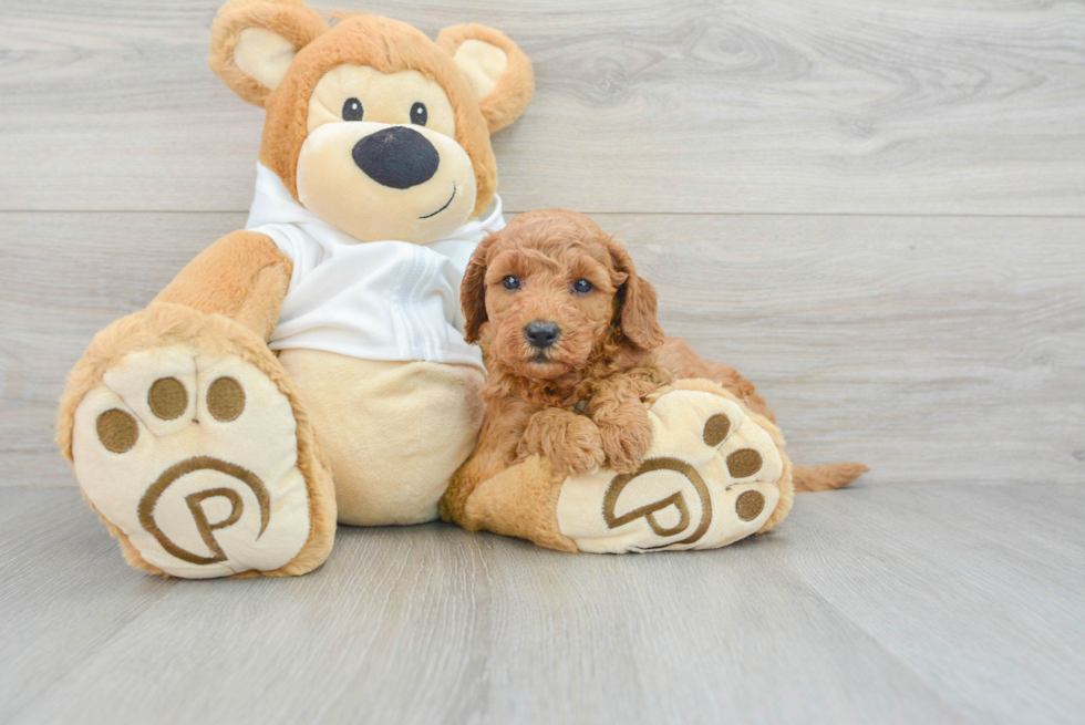 Mini Goldendoodle Pup Being Cute