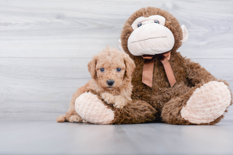 Cute Mini Goldendoodle Baby