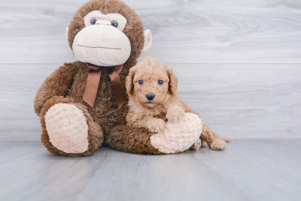 Smart Mini Goldendoodle Poodle Mix Pup