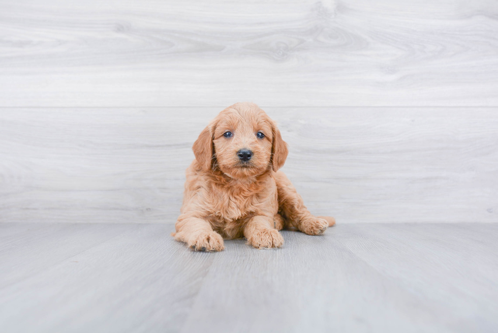 Mini Goldendoodle Puppy for Adoption