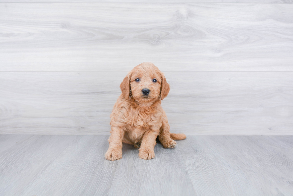 Hypoallergenic Golden Retriever Poodle Mix Puppy