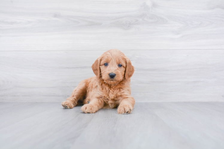 Best Mini Goldendoodle Baby