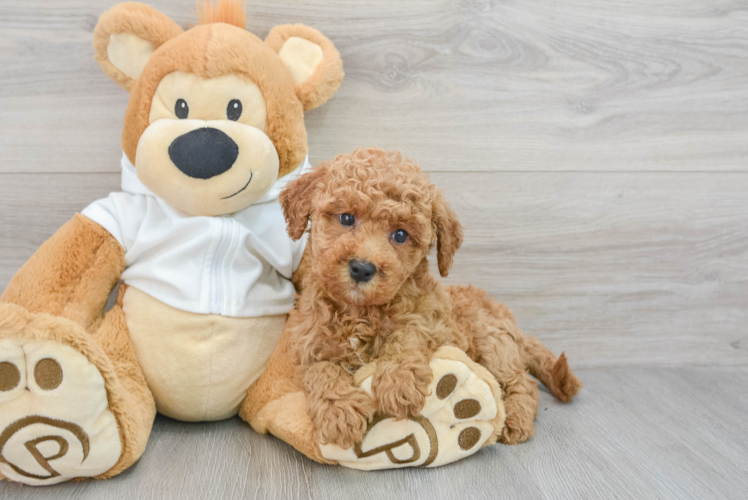 Mini Goldendoodle Puppy for Adoption