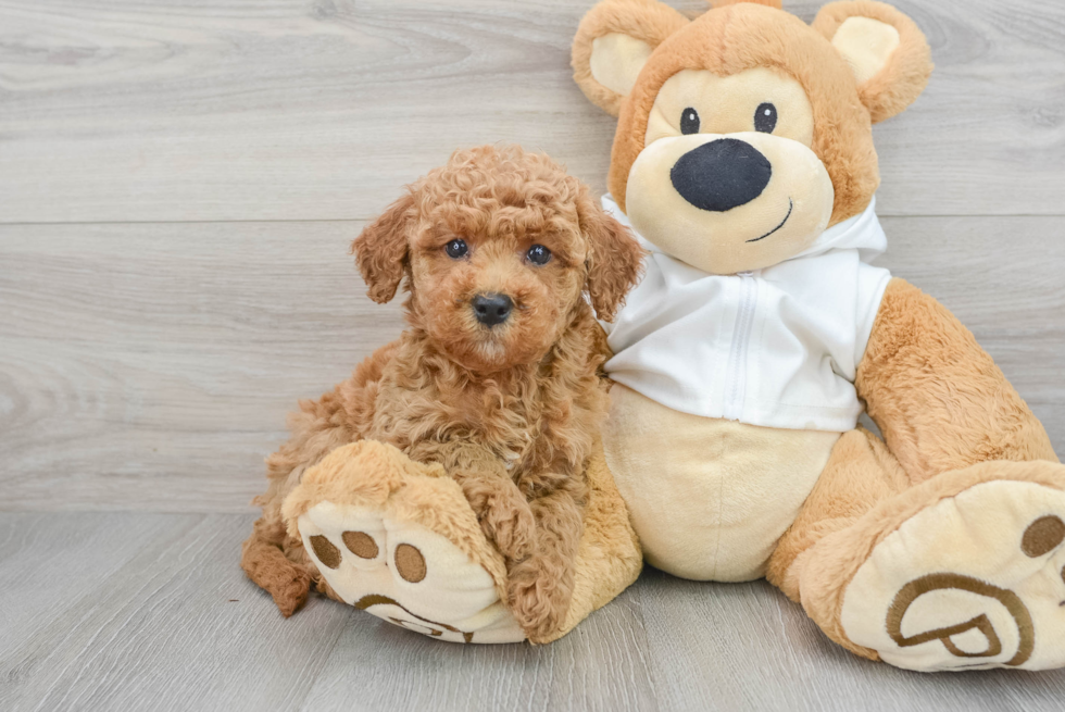 Best Mini Goldendoodle Baby