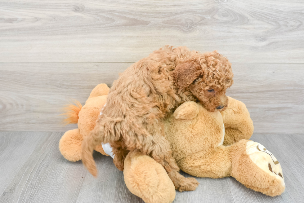 Funny Mini Goldendoodle Poodle Mix Pup