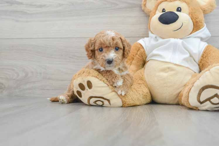 Mini Goldendoodle Pup Being Cute