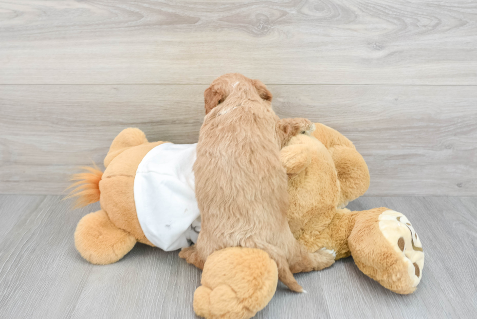 Friendly Mini Goldendoodle Baby