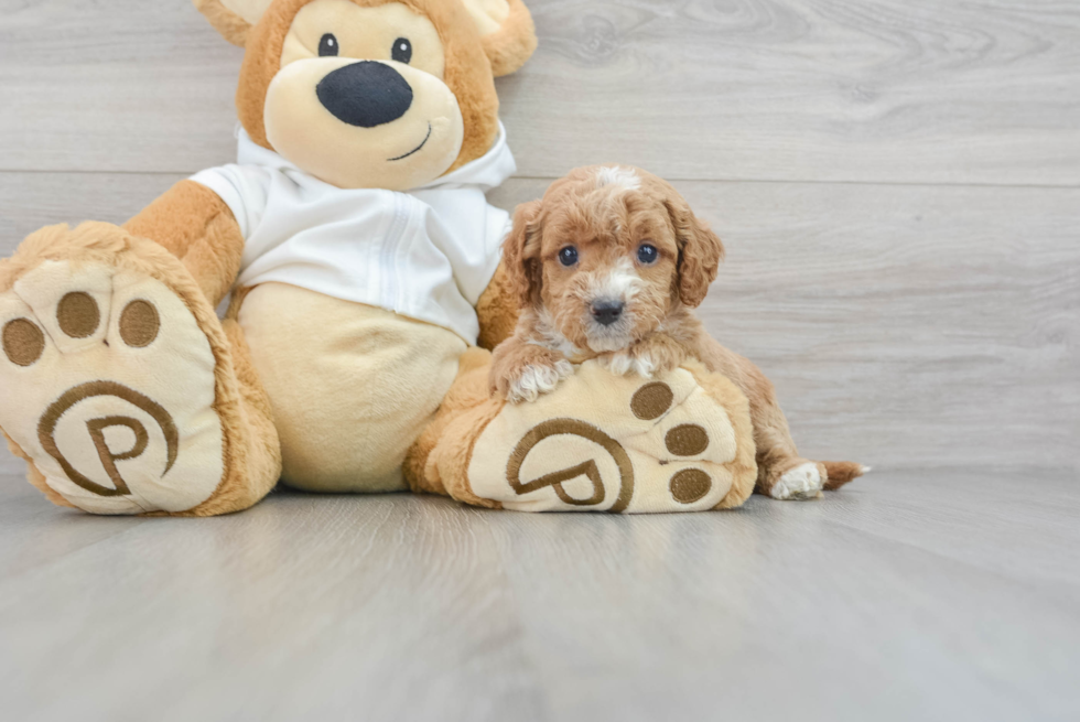 Hypoallergenic Golden Retriever Poodle Mix Puppy