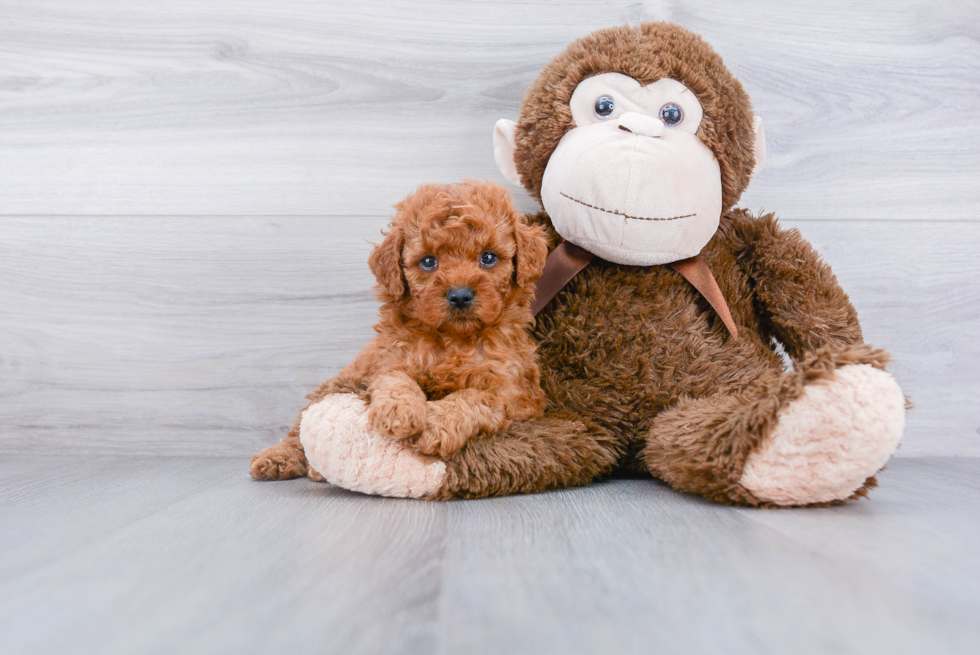 Best Mini Goldendoodle Baby