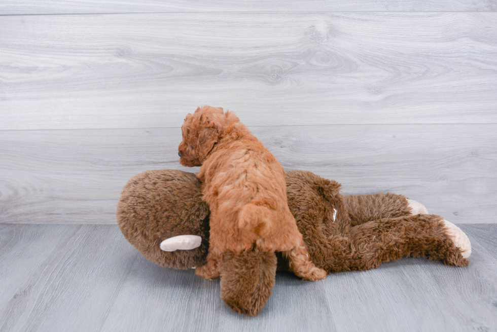 Energetic Golden Retriever Poodle Mix Puppy