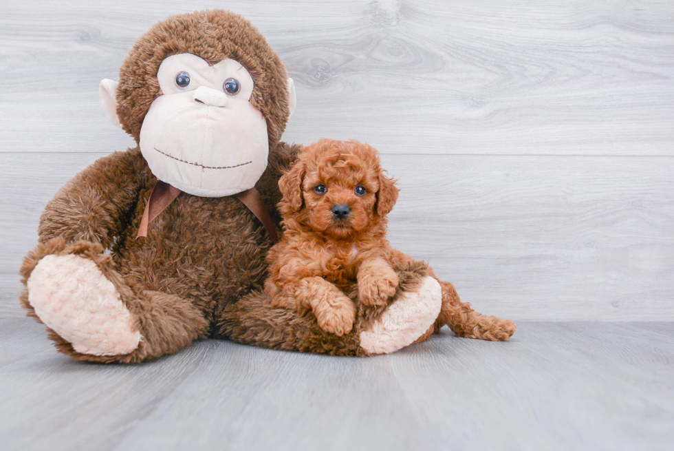 Fluffy Mini Goldendoodle Poodle Mix Pup