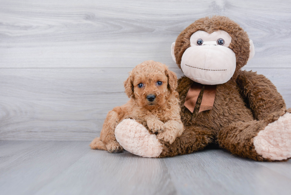 Best Mini Goldendoodle Baby