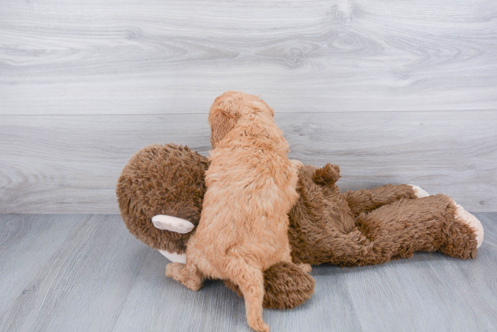 Mini Goldendoodle Pup Being Cute