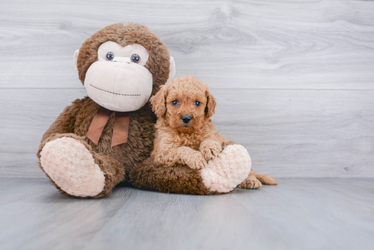 Mini Goldendoodle Pup Being Cute