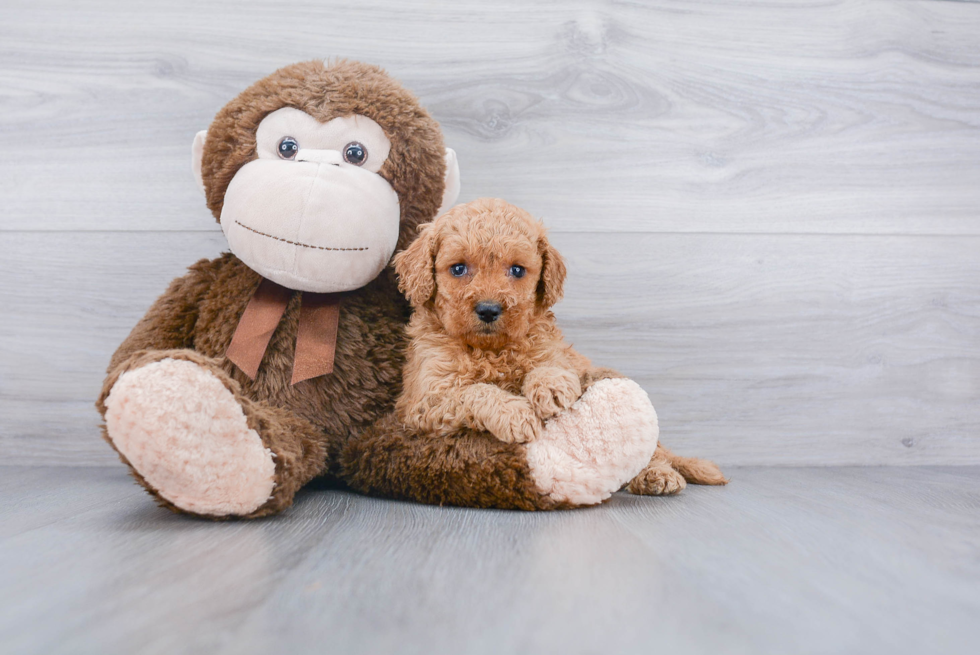 Mini Goldendoodle Pup Being Cute