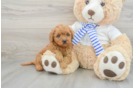 Hypoallergenic Mini Goldiepoo Poodle Mix Puppy