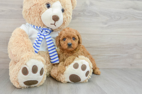 Little Mini Goldenpoo Poodle Mix Puppy