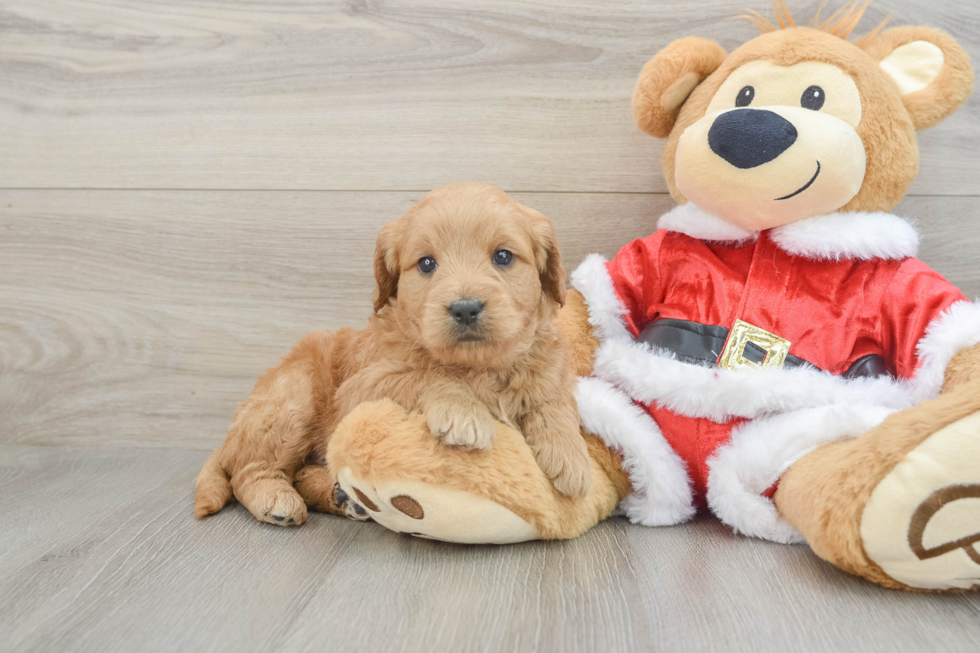 Little Mini Goldenpoo Poodle Mix Puppy