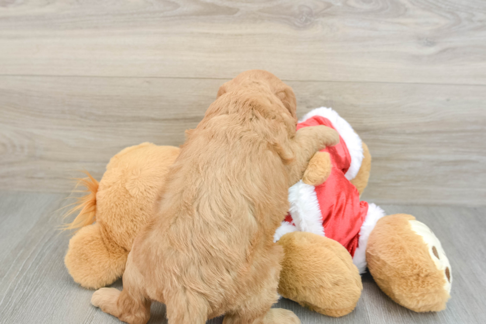 Happy Mini Goldendoodle Baby