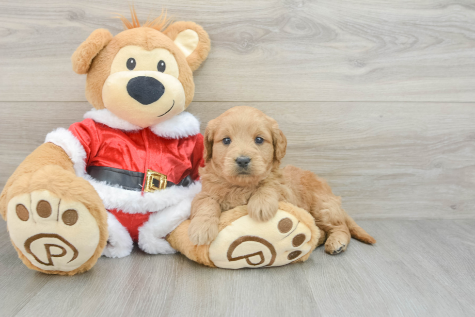 Mini Goldendoodle Pup Being Cute