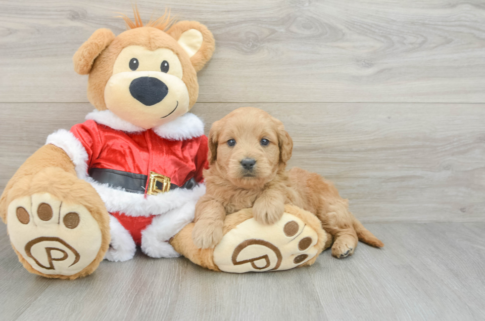 4 week old Mini Goldendoodle Puppy For Sale - Premier Pups