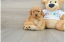 Best Mini Goldendoodle Baby