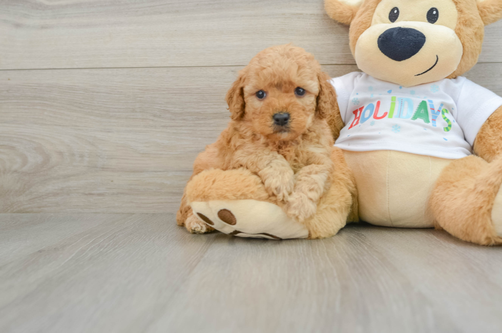 5 week old Mini Goldendoodle Puppy For Sale - Premier Pups