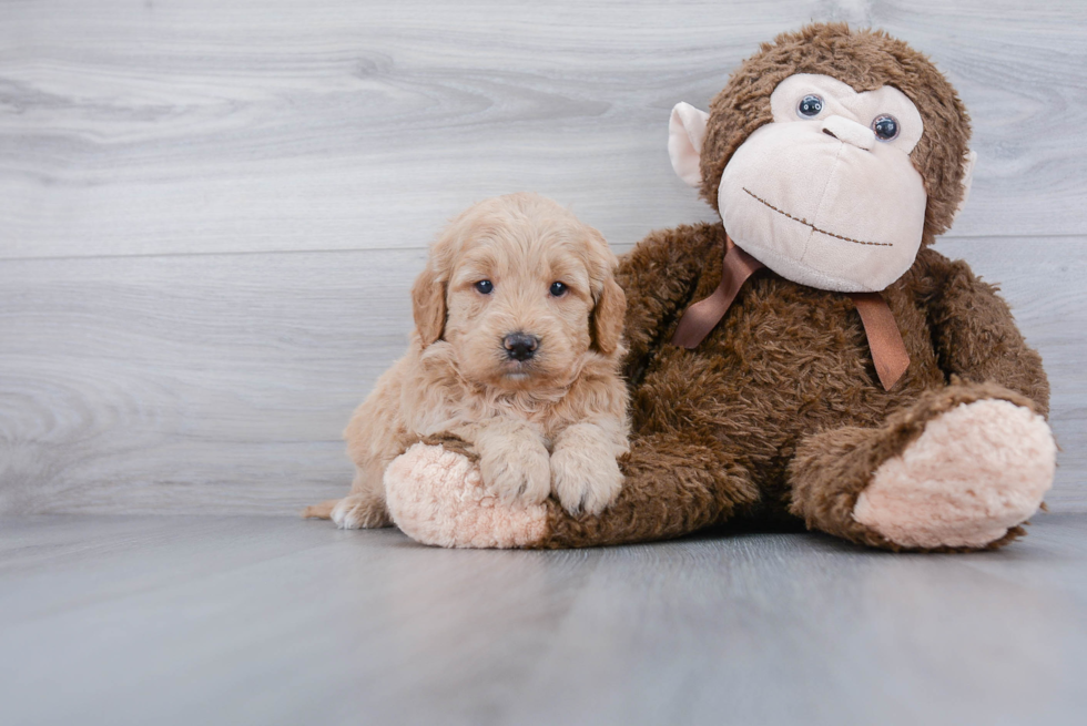 Energetic Golden Retriever Poodle Mix Puppy