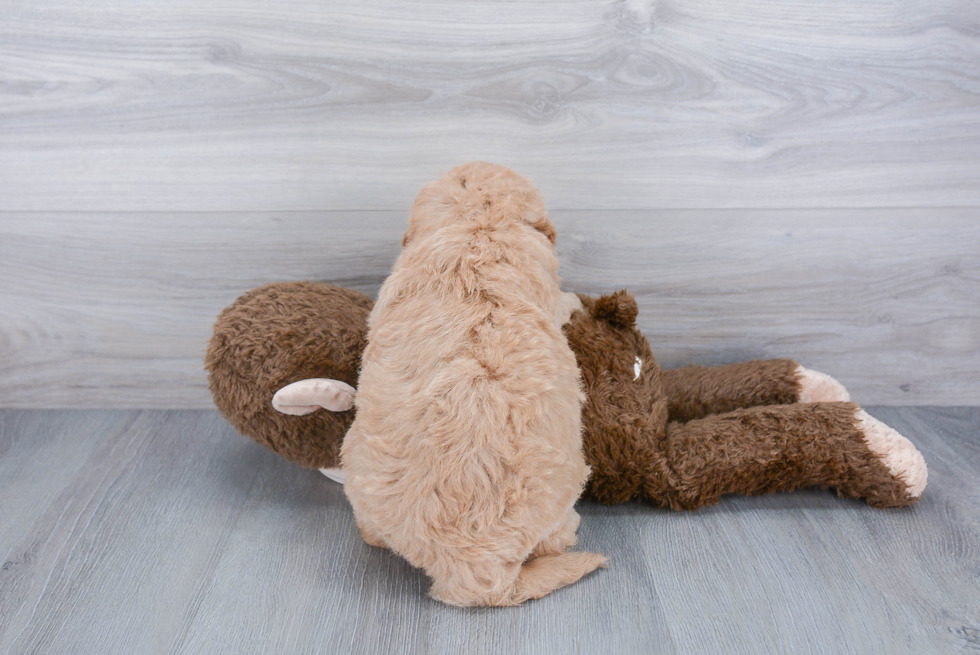 Fluffy Mini Goldendoodle Poodle Mix Pup