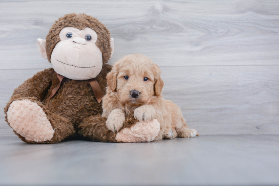 Mini Goldendoodle Puppy for Adoption