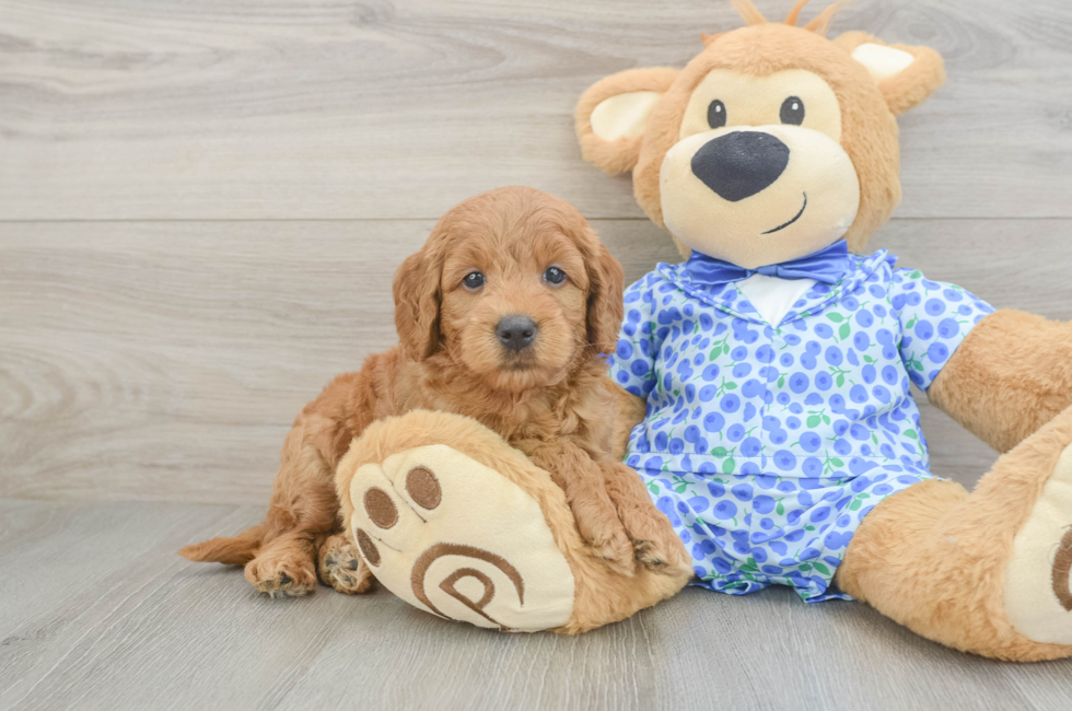 5 week old Mini Goldendoodle Puppy For Sale - Premier Pups