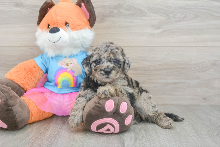 Petite Mini Goldendoodle Poodle Mix Pup