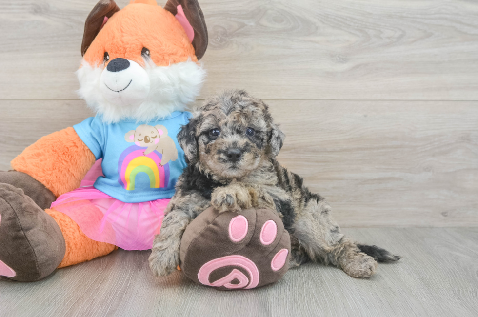 5 week old Mini Goldendoodle Puppy For Sale - Premier Pups