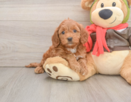 7 week old Mini Goldendoodle Puppy For Sale - Premier Pups